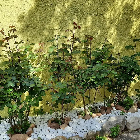 Artistika Golden Apartamento *