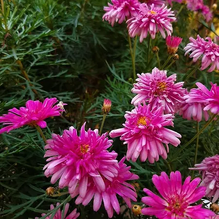 Apartamento Artistika Golden