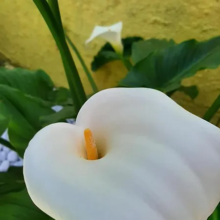 Artistika Golden Capitana