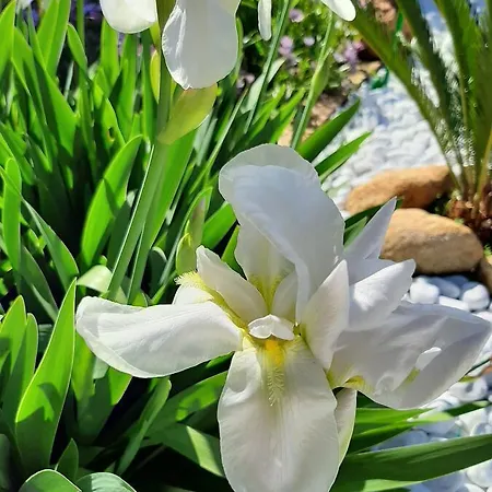 Apartamento Artistika Golden