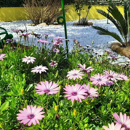 Artistika Golden * Capitana