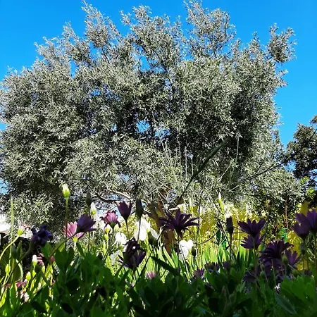 Artistika Golden Capitana