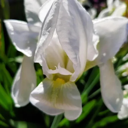 Artistika Golden Capitana