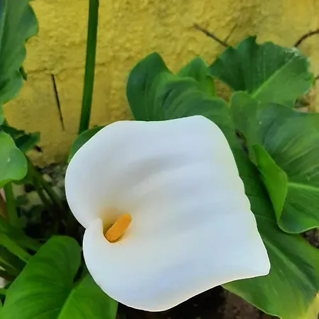 דירה Artistika Golden *