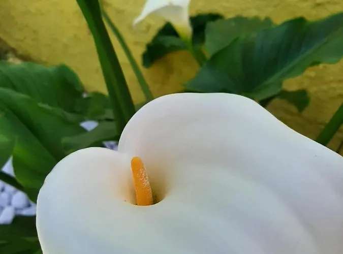 Artistika Golden Капитана